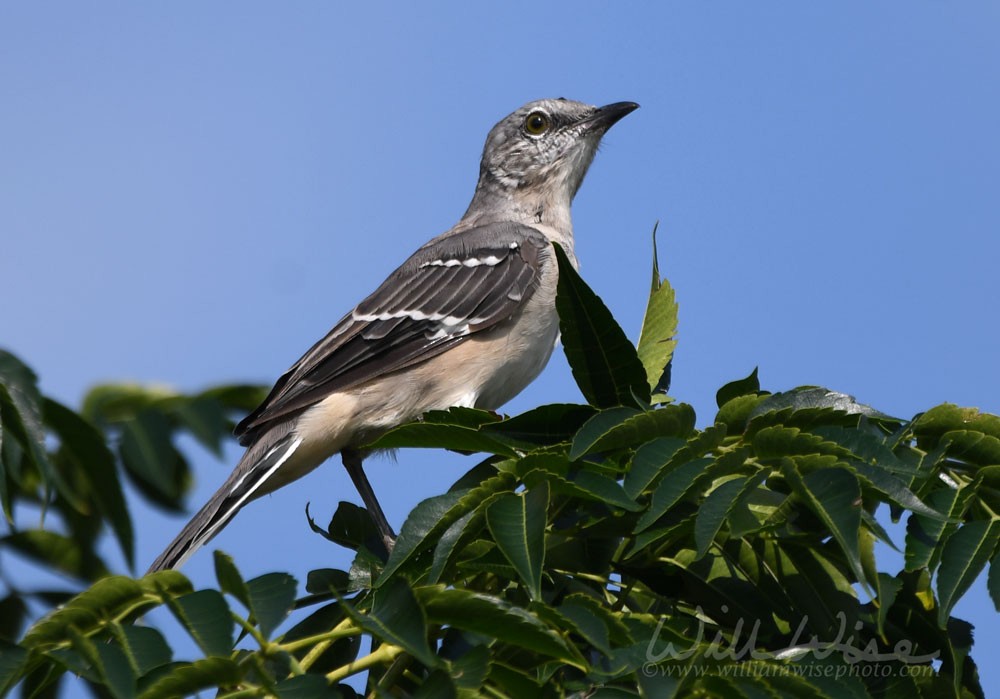 Northern Mockingbird - ML369425641