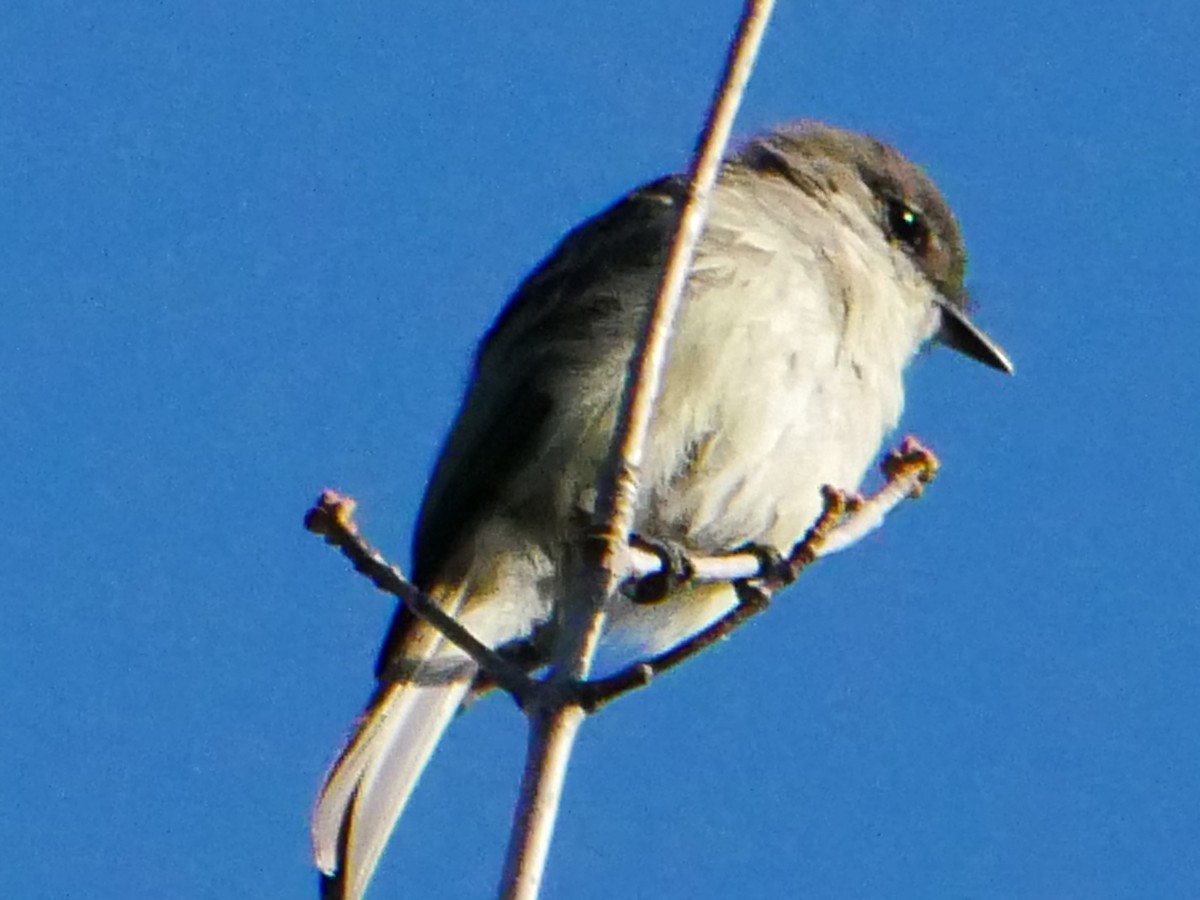 Eastern Phoebe - ML369425671