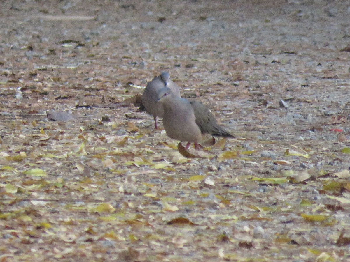 White-tipped Dove - ML369428441