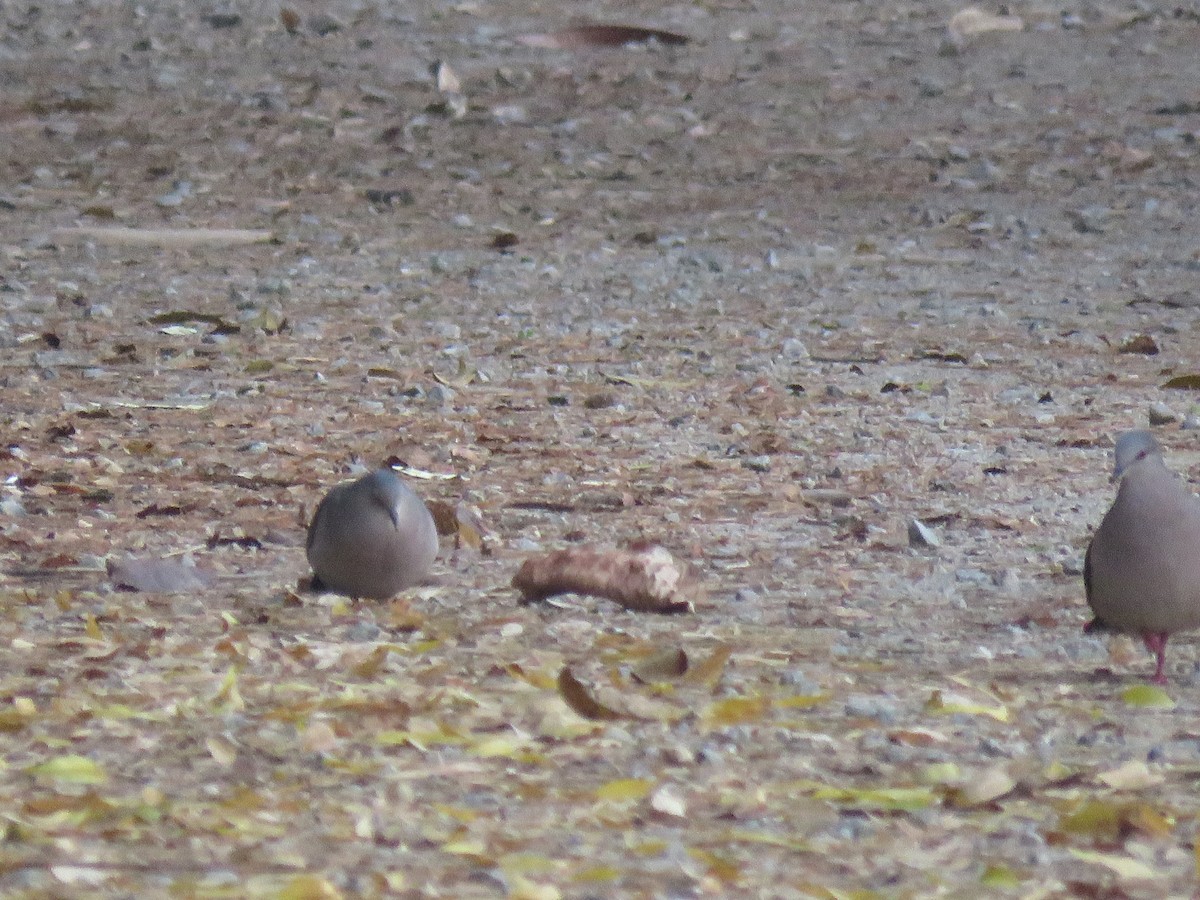 White-tipped Dove - Romeu Gama