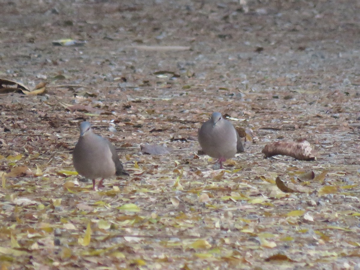 White-tipped Dove - ML369428461