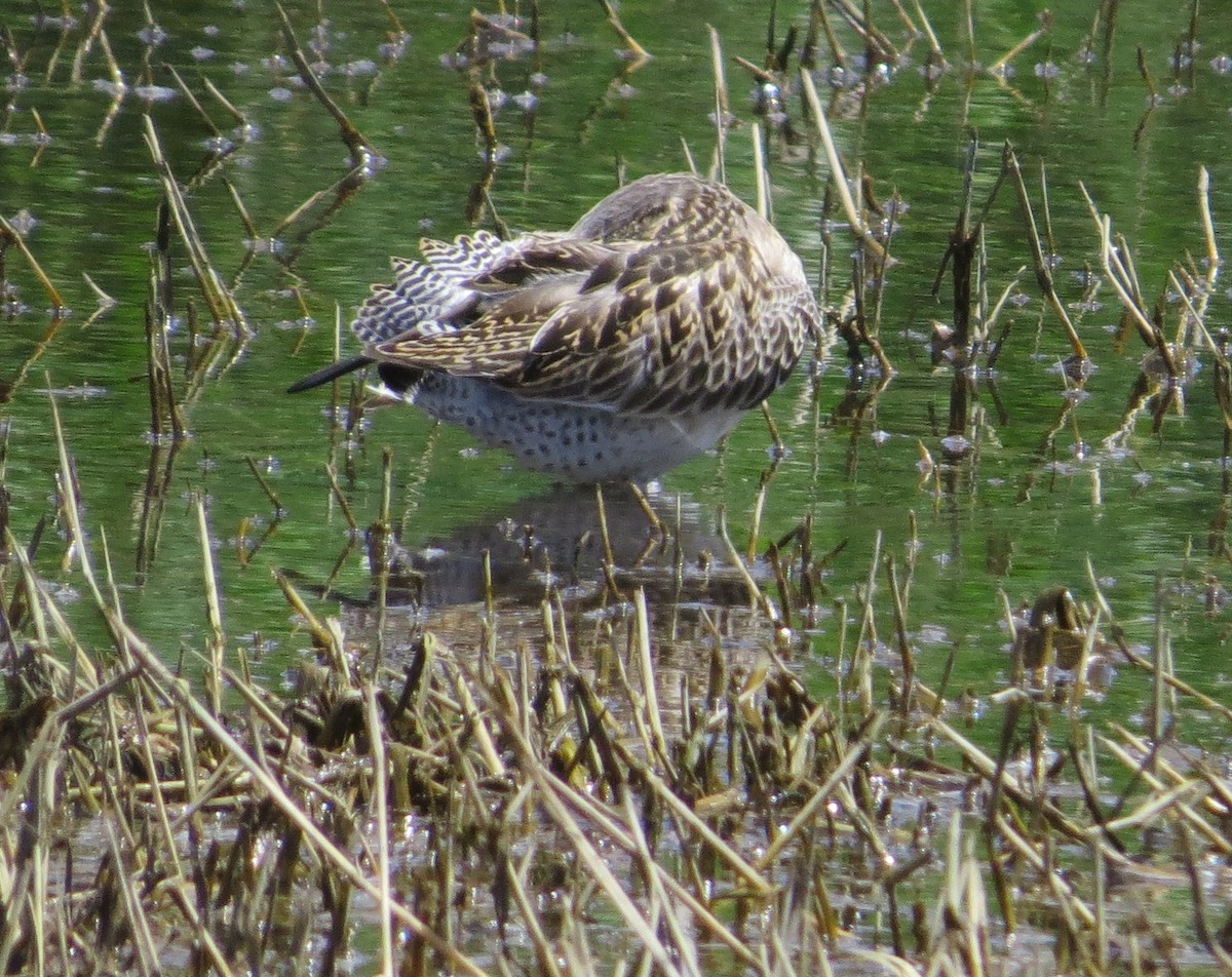 kortnebbekkasinsnipe - ML369428931