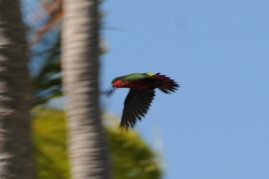 Kuhl Loriketi - ML36943041