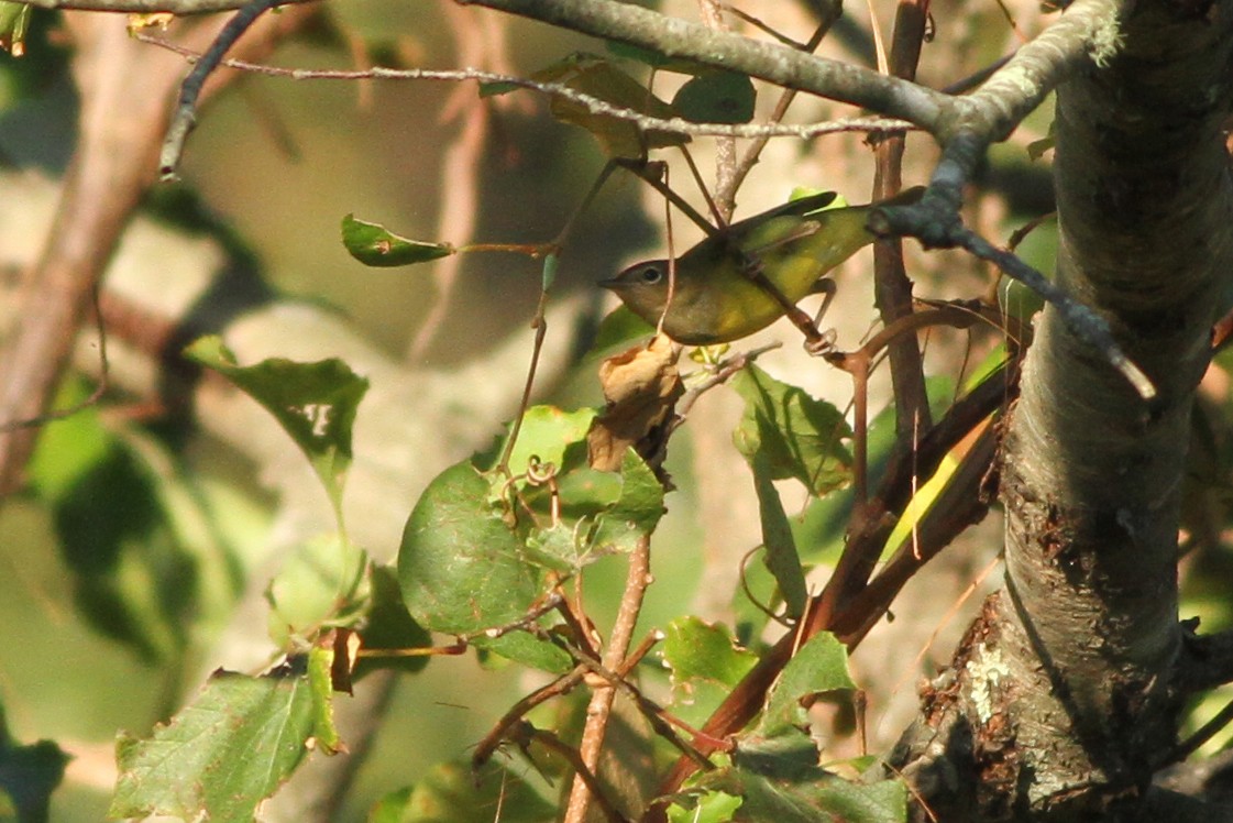 Connecticut Warbler - ML369430431