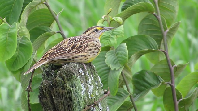 Eastern Meadowlark - ML369430841