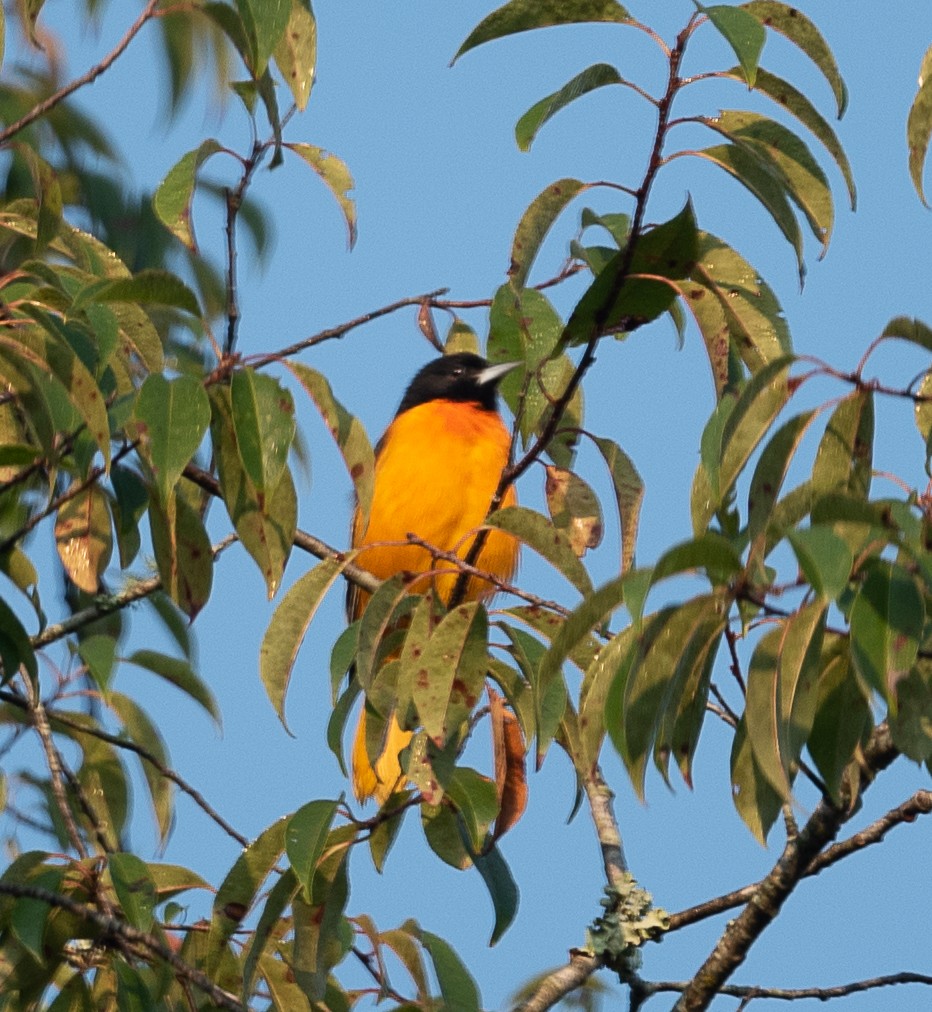 Oriole de Baltimore - ML369431061