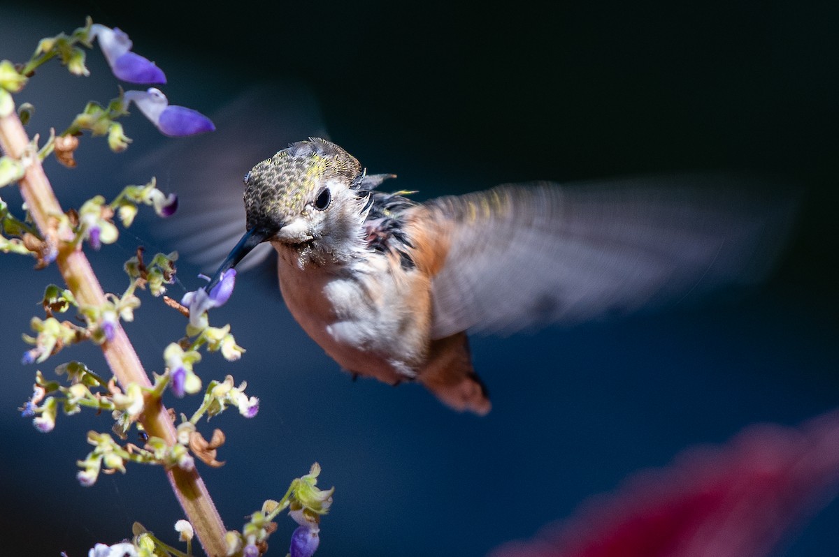 Rufous Hummingbird - ML369431331