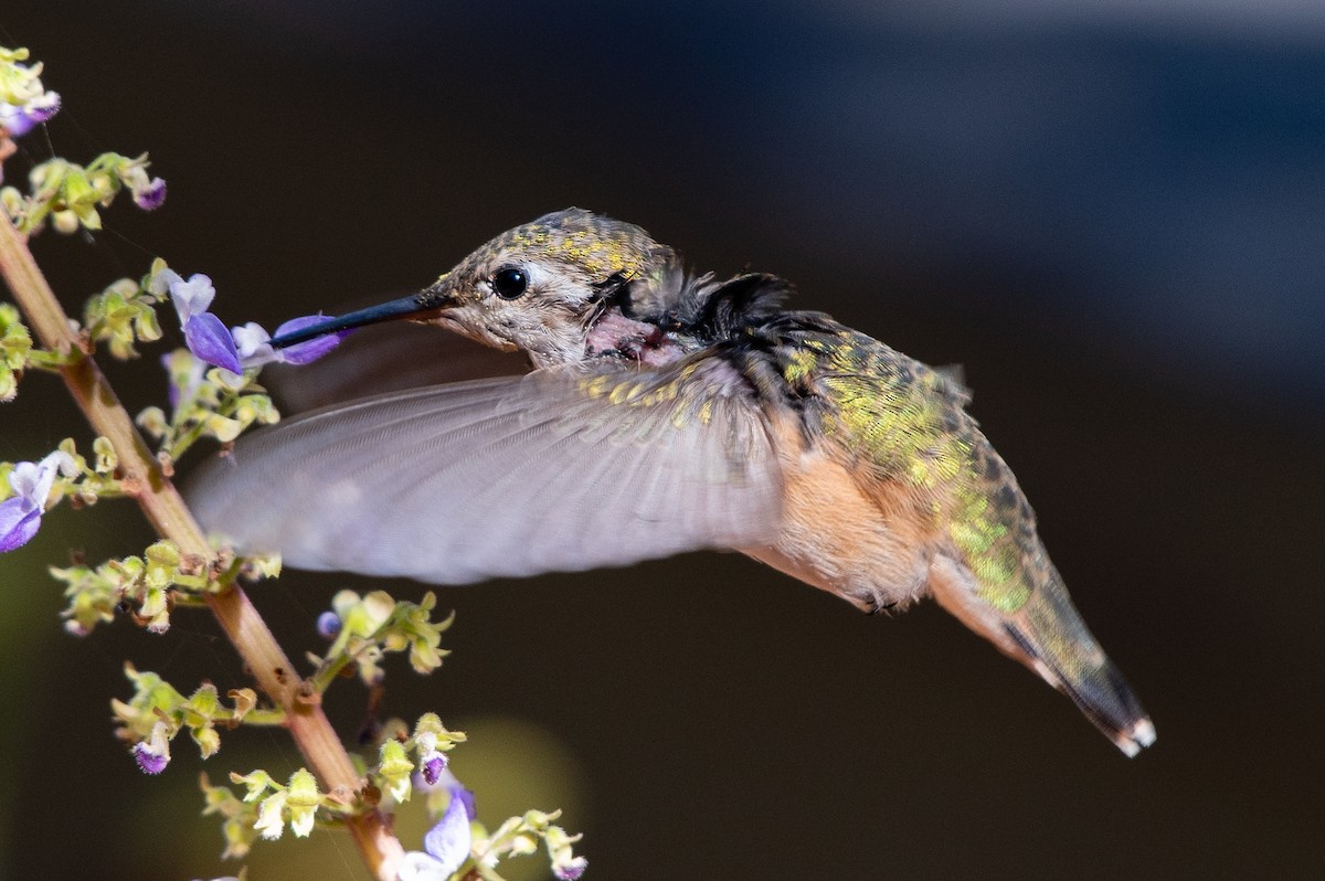 Rufous Hummingbird - Scott O'Donnell