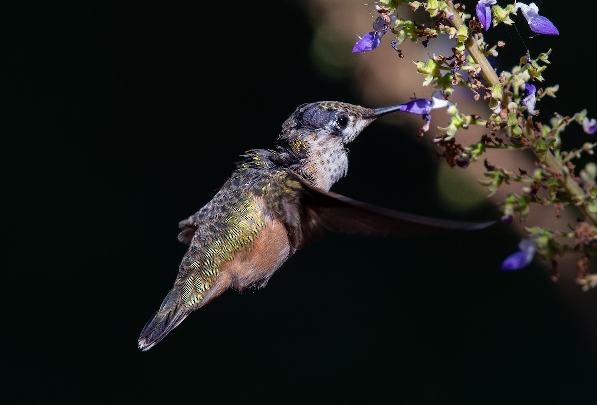 Rufous Hummingbird - ML369431361