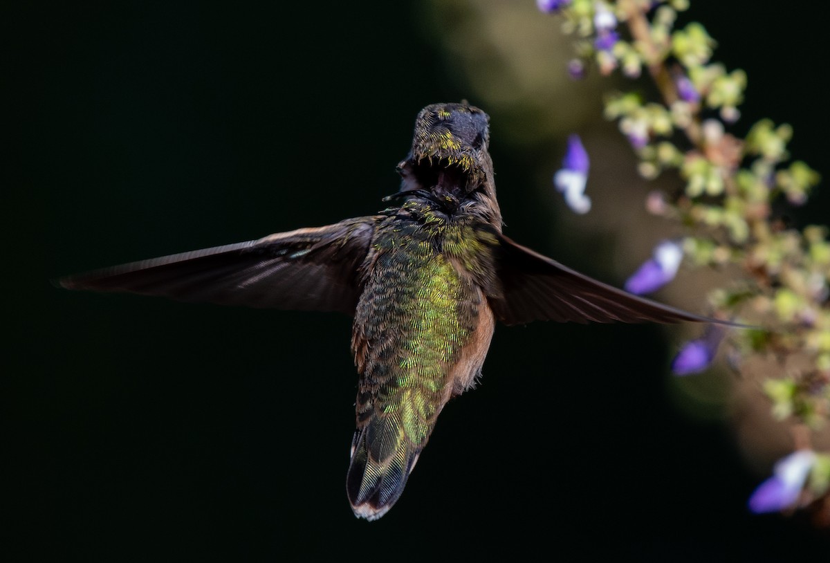 Rufous Hummingbird - ML369431371