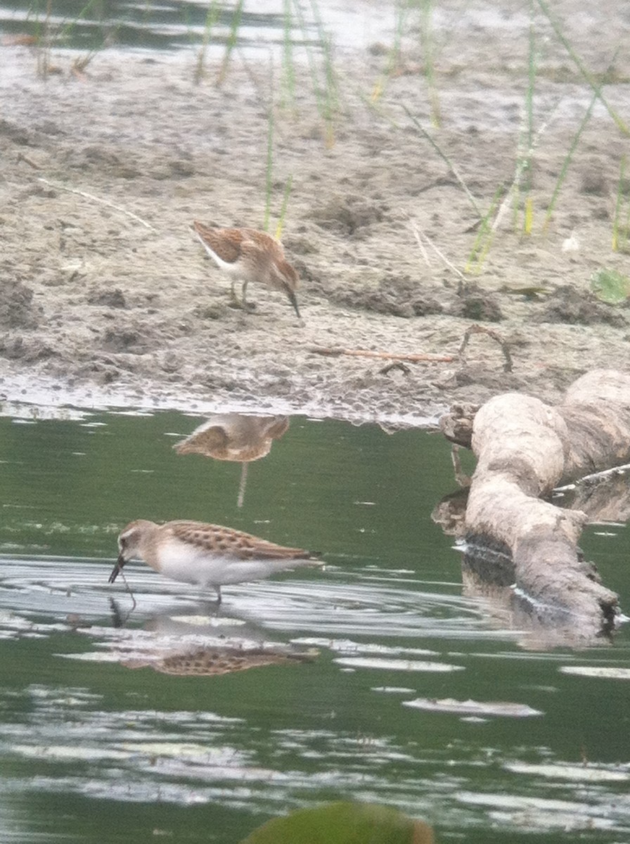 Semipalmated Sandpiper - Andy Dettling