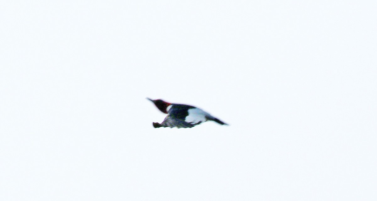 Red-headed Woodpecker - ML369432071