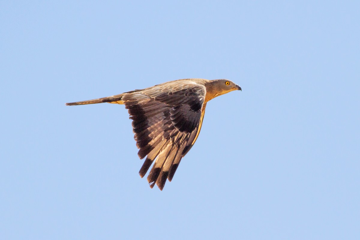 European Honey-buzzard - Oded Ovadia