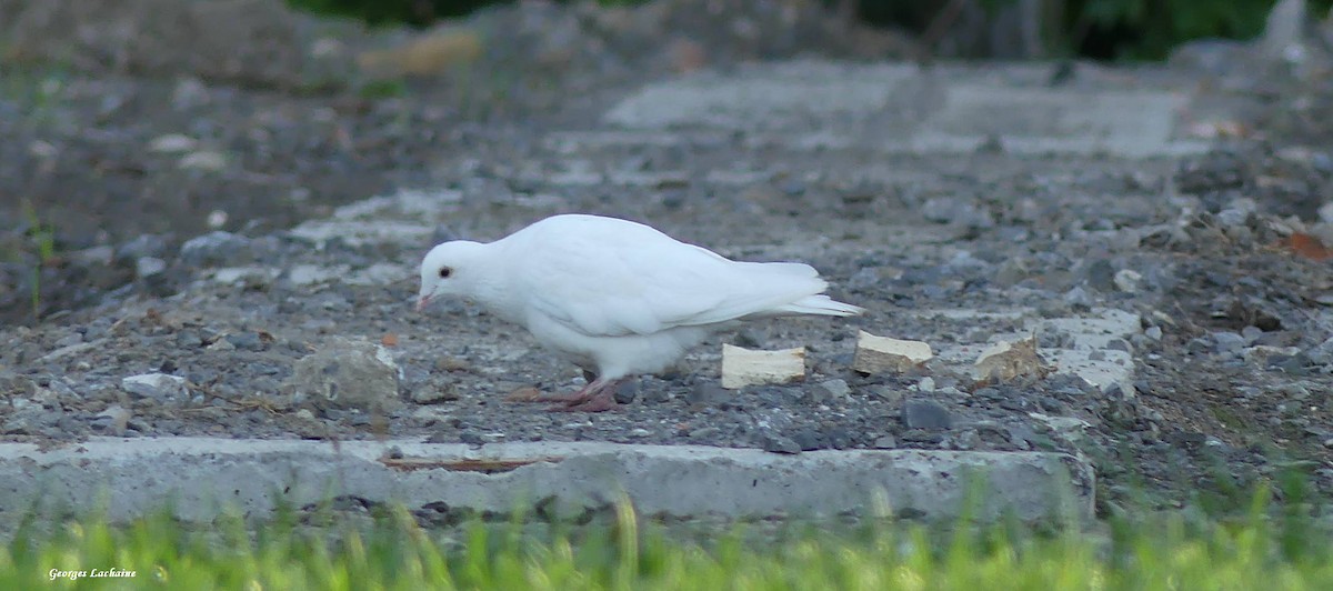 Rock Pigeon (Feral Pigeon) - ML369433741