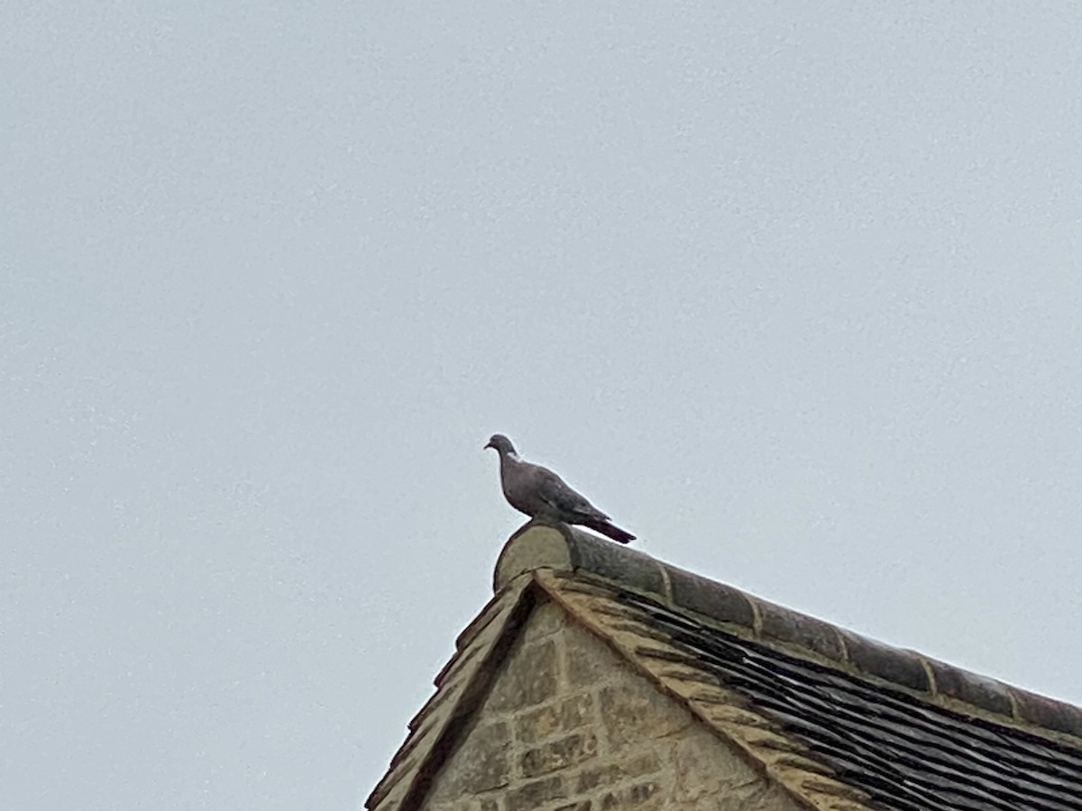 Common Wood-Pigeon - ML369433901