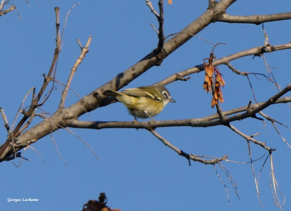 Blue-headed Vireo - Georges Lachaîne