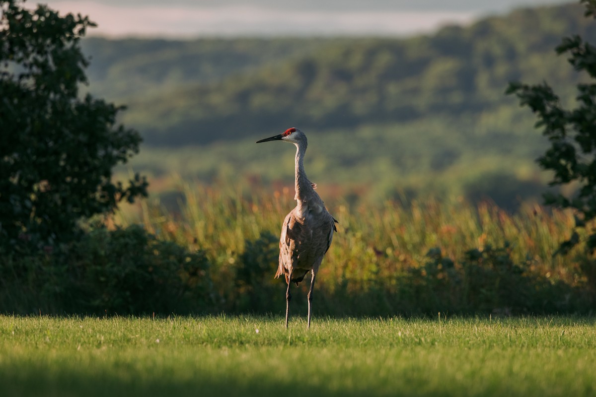 Sandhill Crane - ML369435531