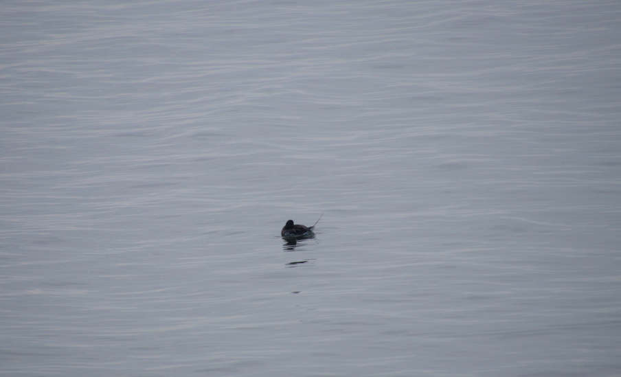 Long-tailed Duck - ML369436611