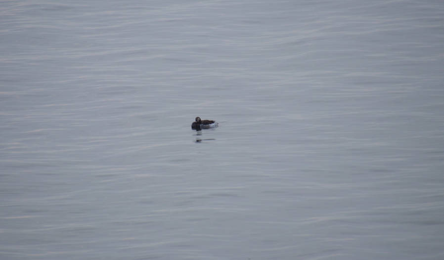 Long-tailed Duck - ML369436621