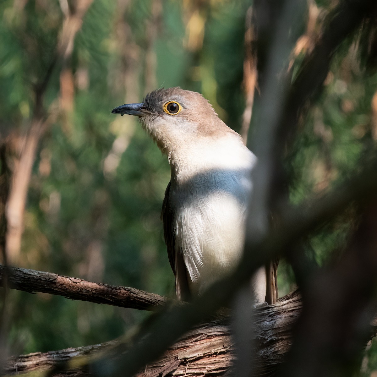 Black-billed Cuckoo - ML369437341