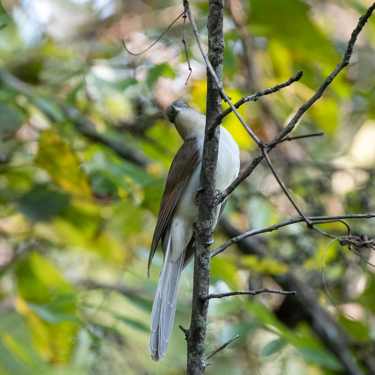 Black-billed Cuckoo - ML369437361