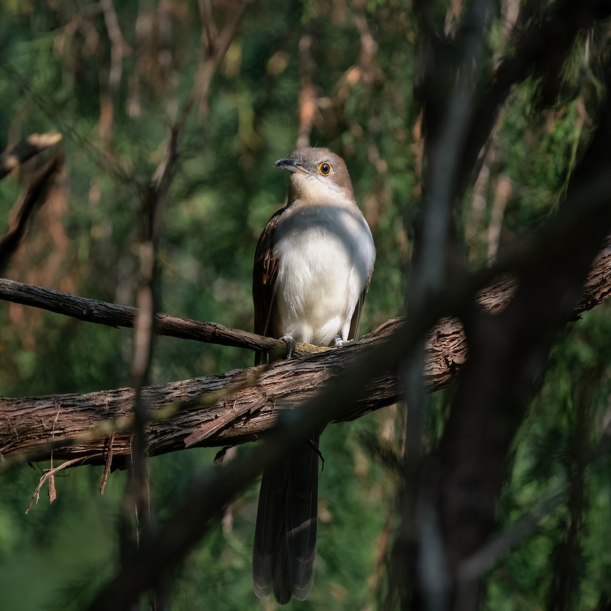 Black-billed Cuckoo - ML369437371