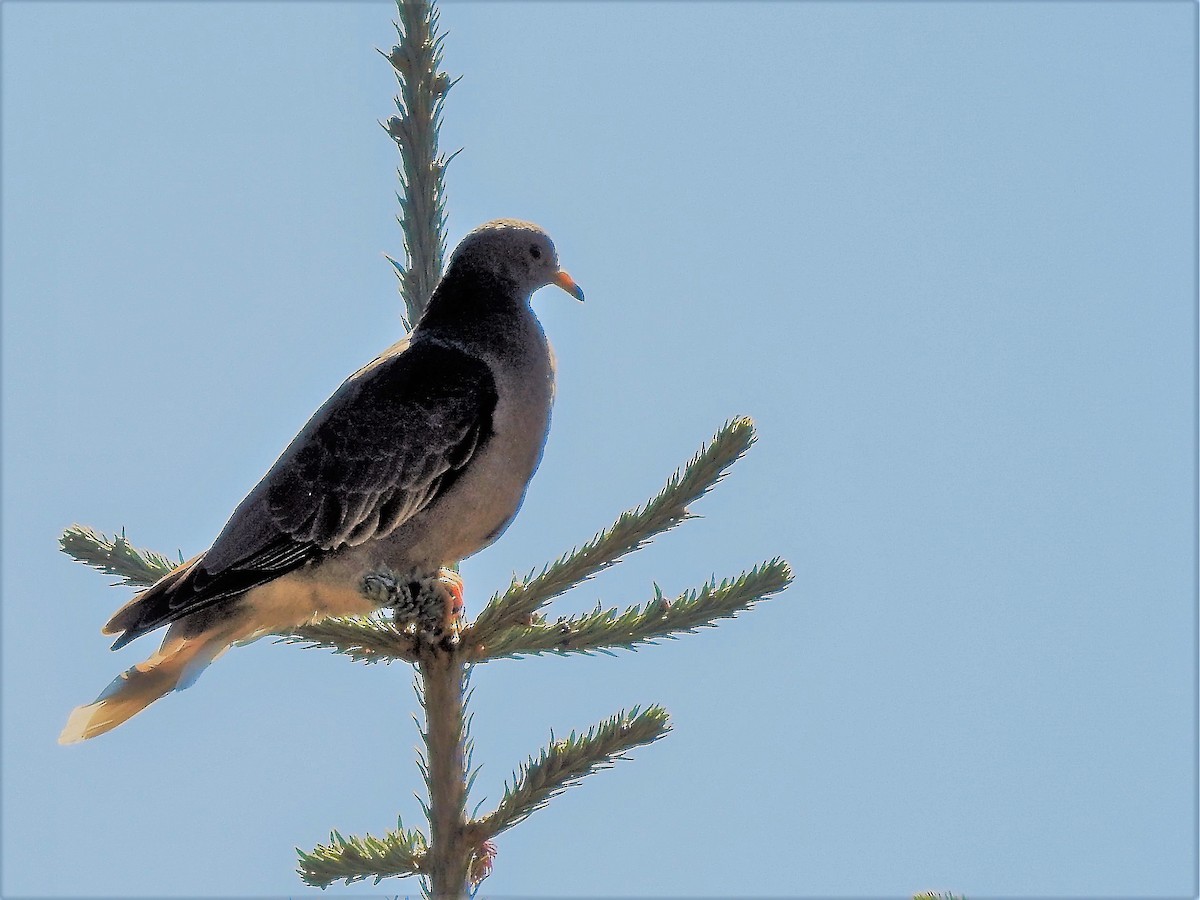Band-tailed Pigeon - woody wheeler