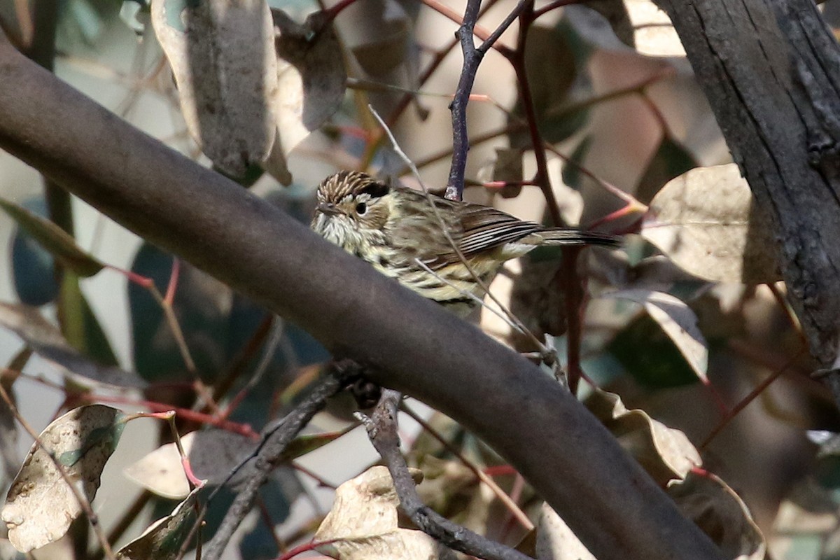 Speckled Warbler - ML369438381