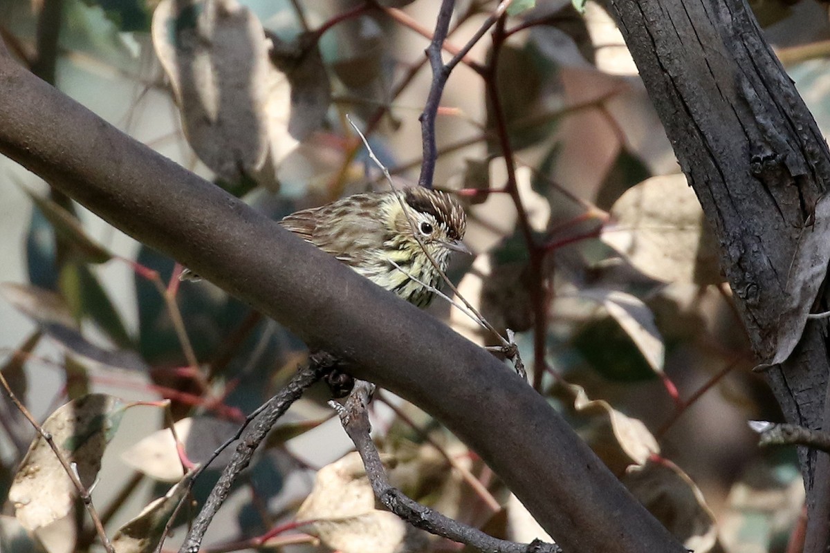 Speckled Warbler - ML369438391