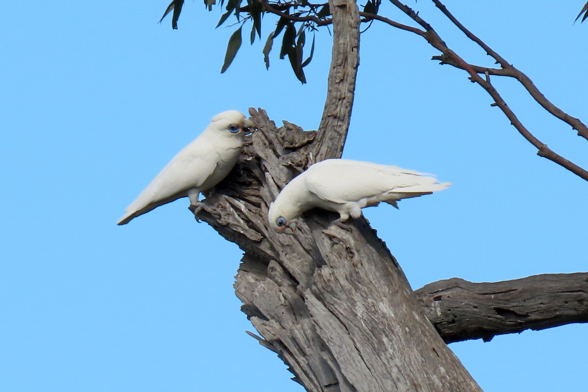 Little Corella - ML369438691