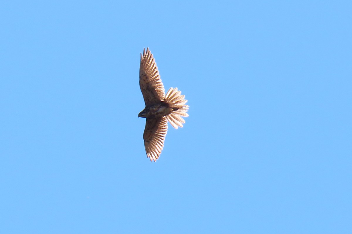 Brown Falcon - ML369438801