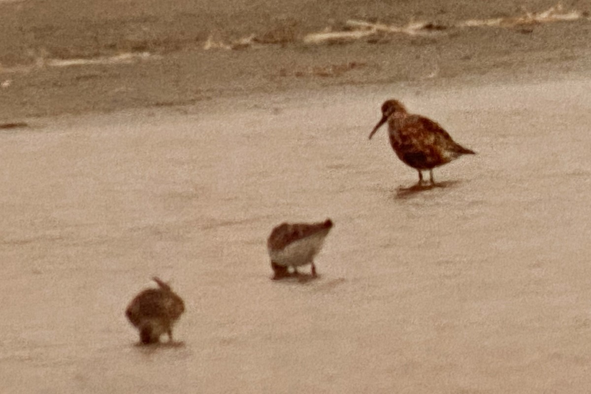 Curlew Sandpiper - ML369440301