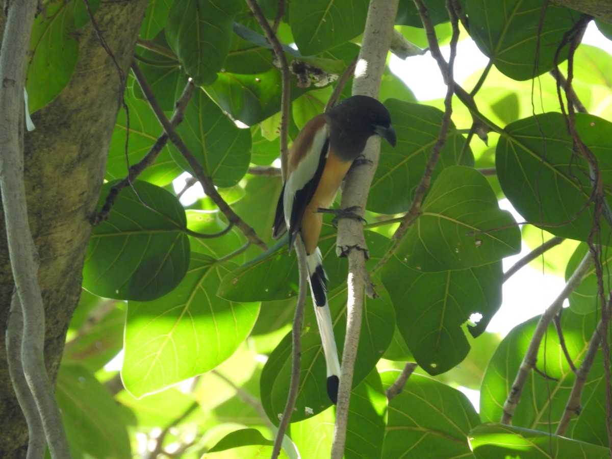 Rufous Treepie - ML369441131