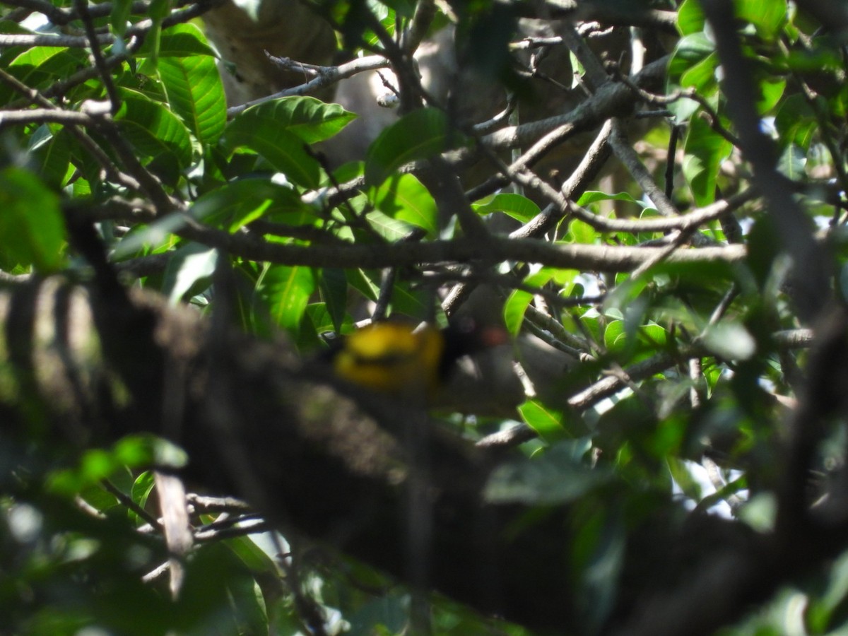 Black-hooded Oriole - ML369441271