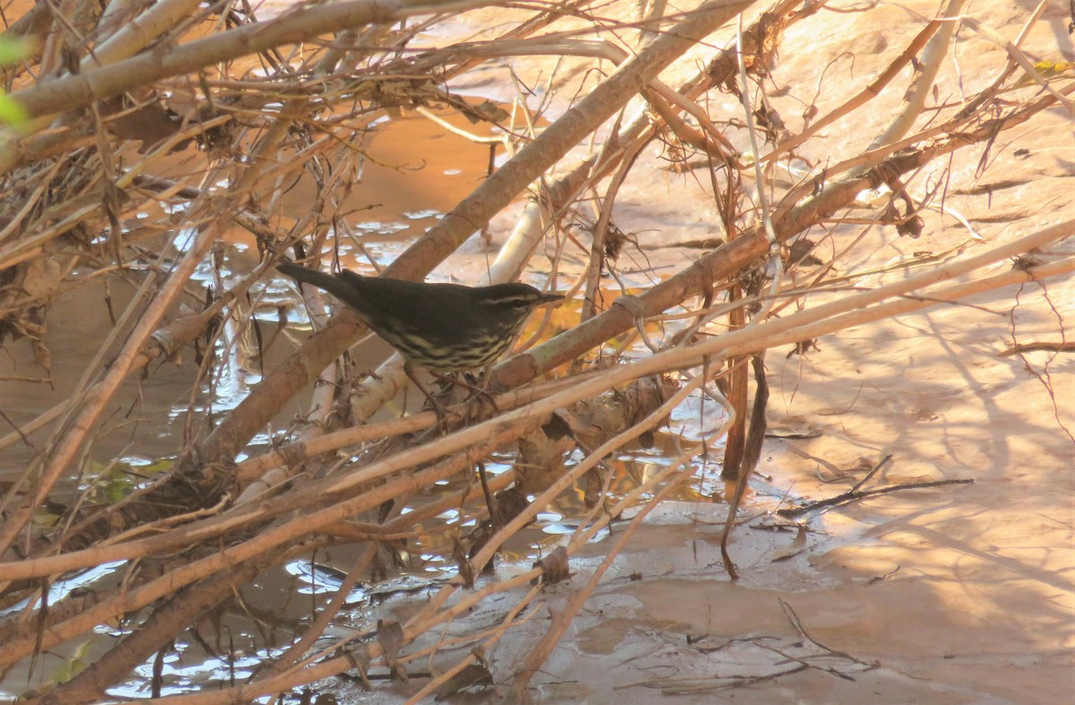 Northern Waterthrush - ML369441981