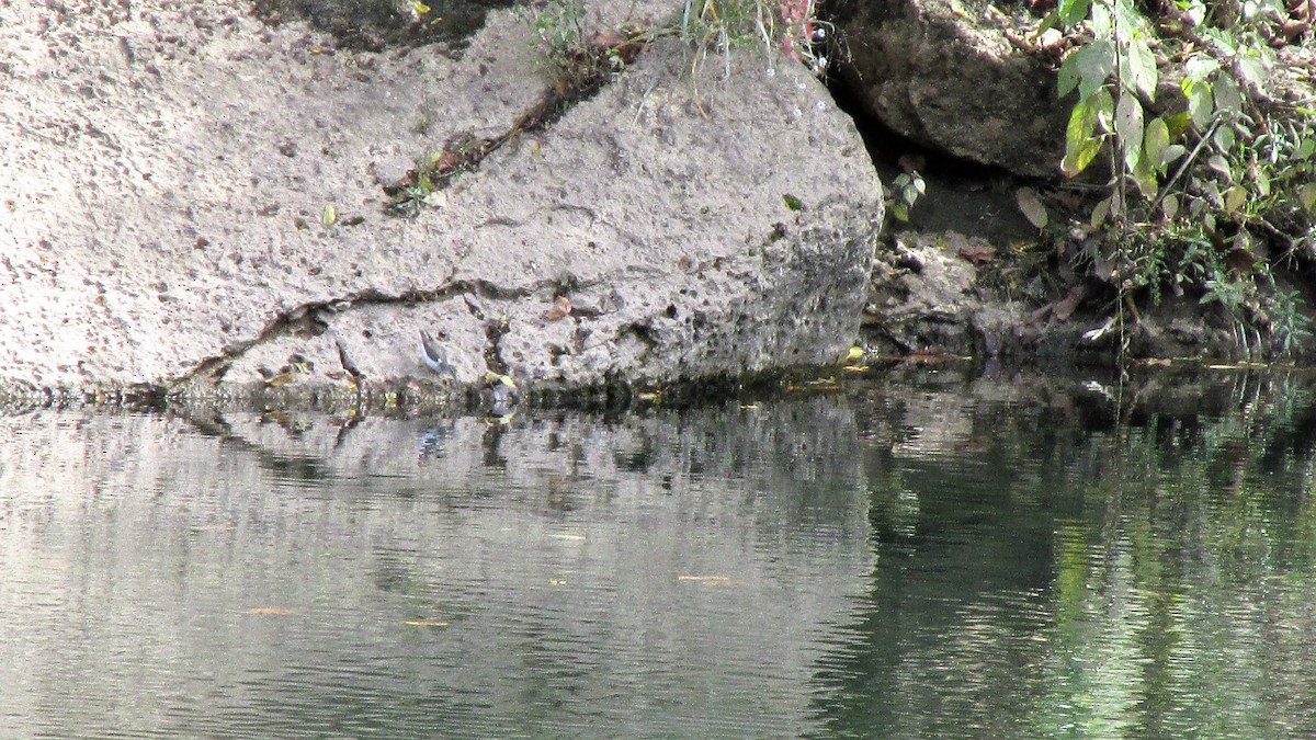 Spotted Sandpiper - ML36944201