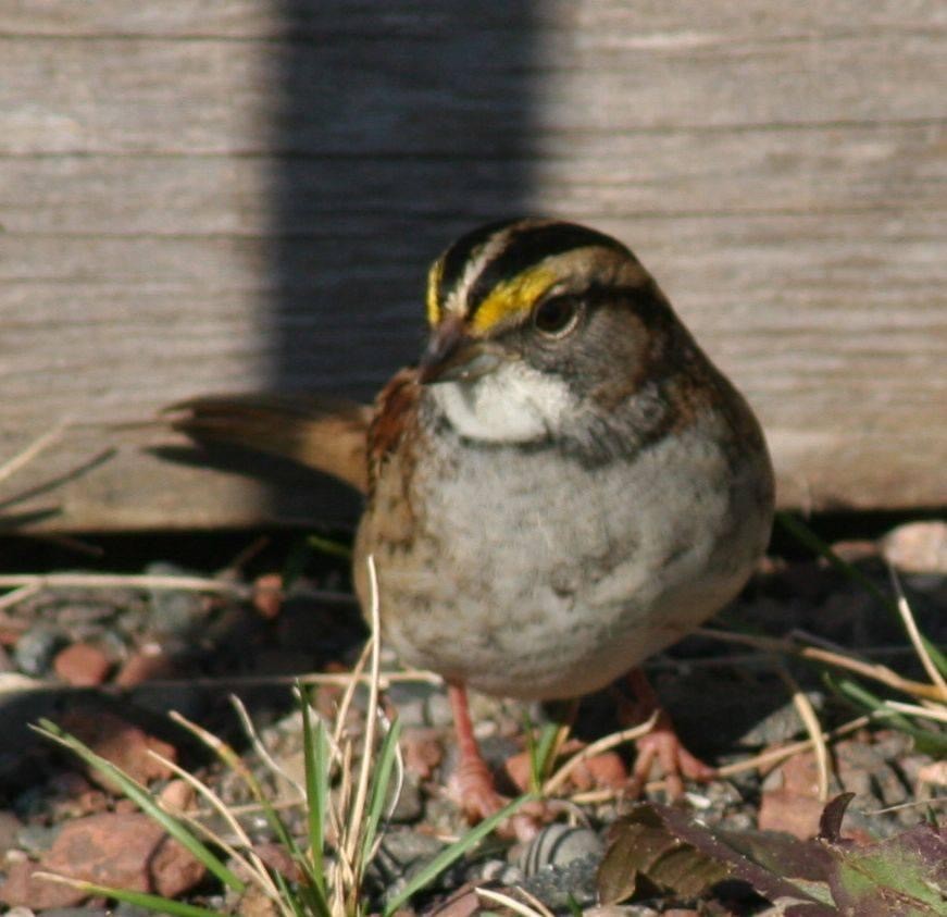 White-throated Sparrow - ML369443701