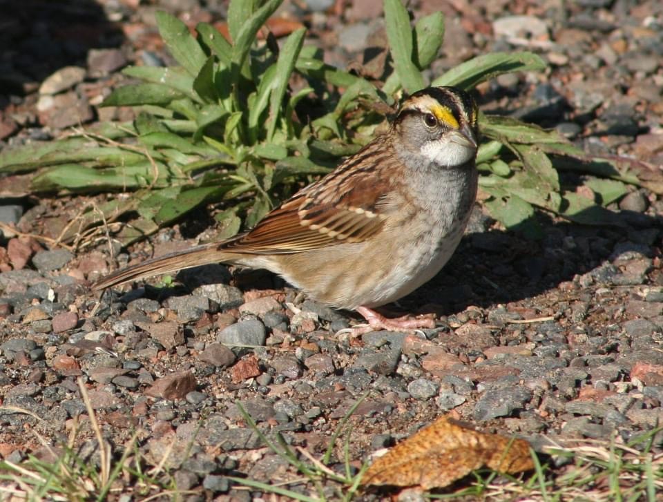 White-throated Sparrow - ML369443721