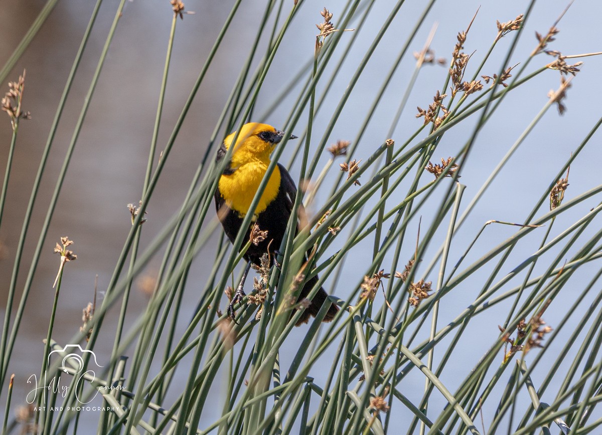 Yellow-headed Blackbird - ML369443931