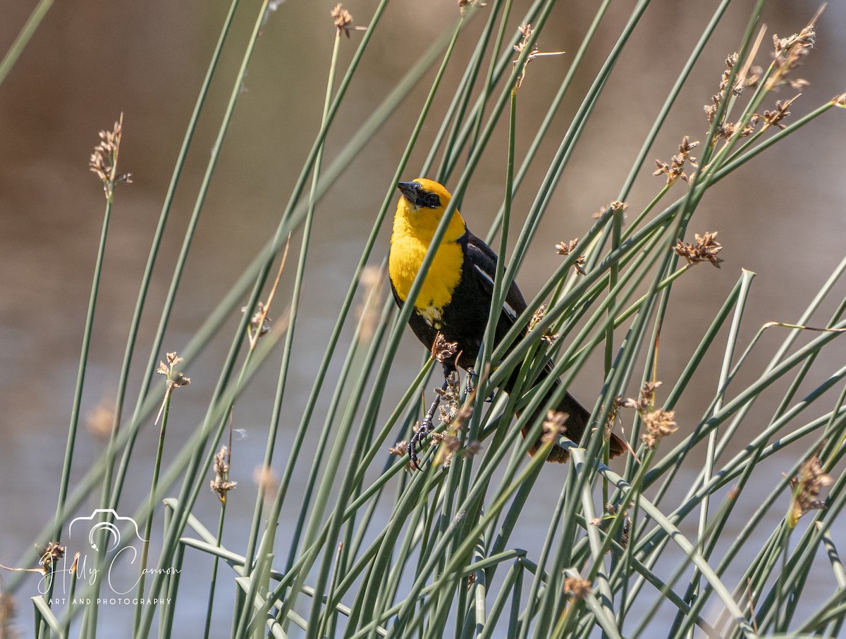 Yellow-headed Blackbird - ML369443941