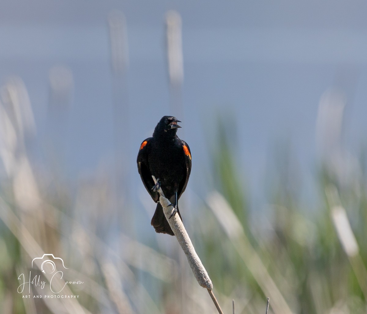 Red-winged Blackbird - ML369443951