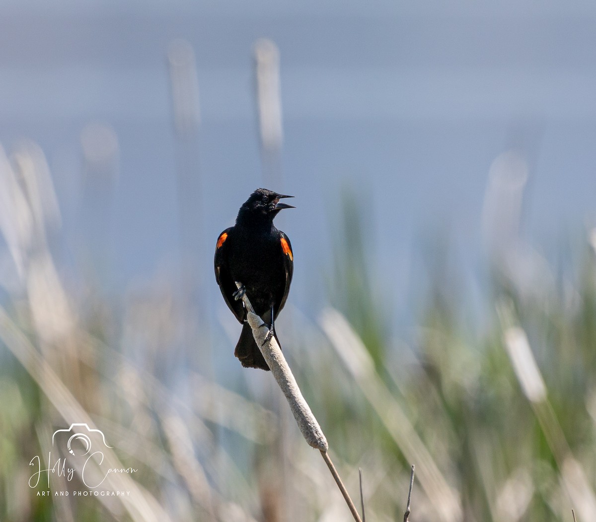 Red-winged Blackbird - Holly Cannon