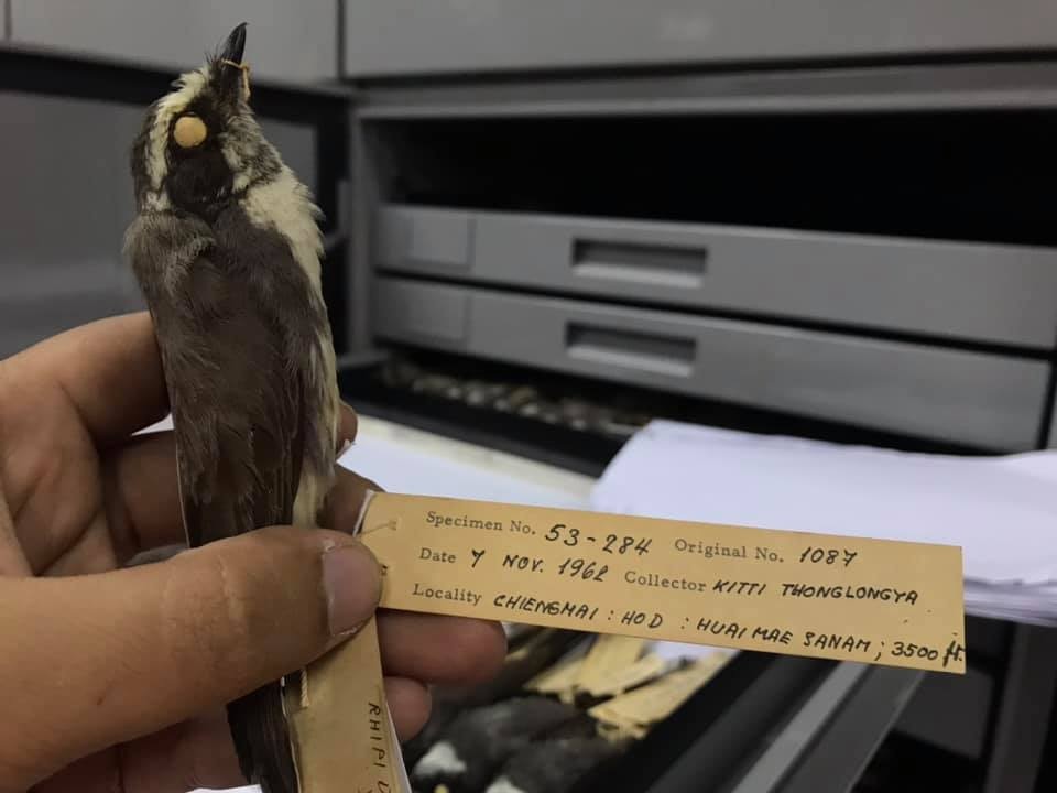 White-browed Fantail - ML369444071