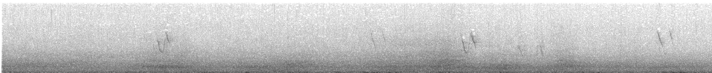 Lavandera Blanca (personata) - ML369444491
