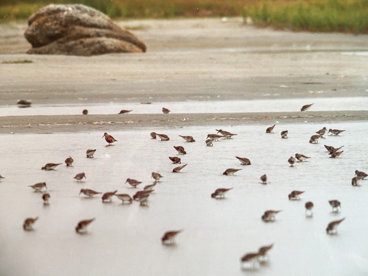 Curlew Sandpiper - ML369444501