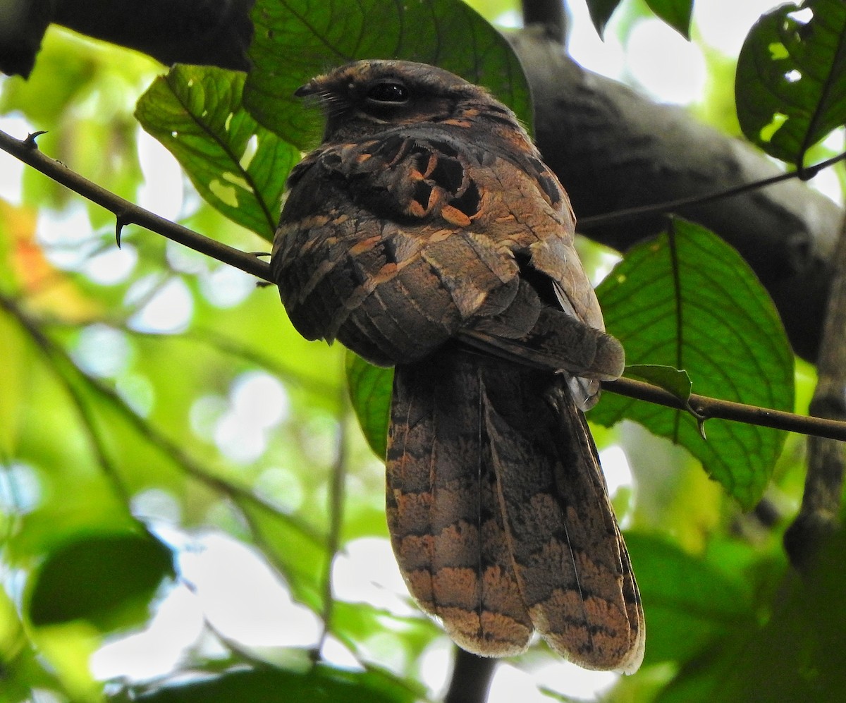 Large-tailed Nightjar - Hareendra Baraiya