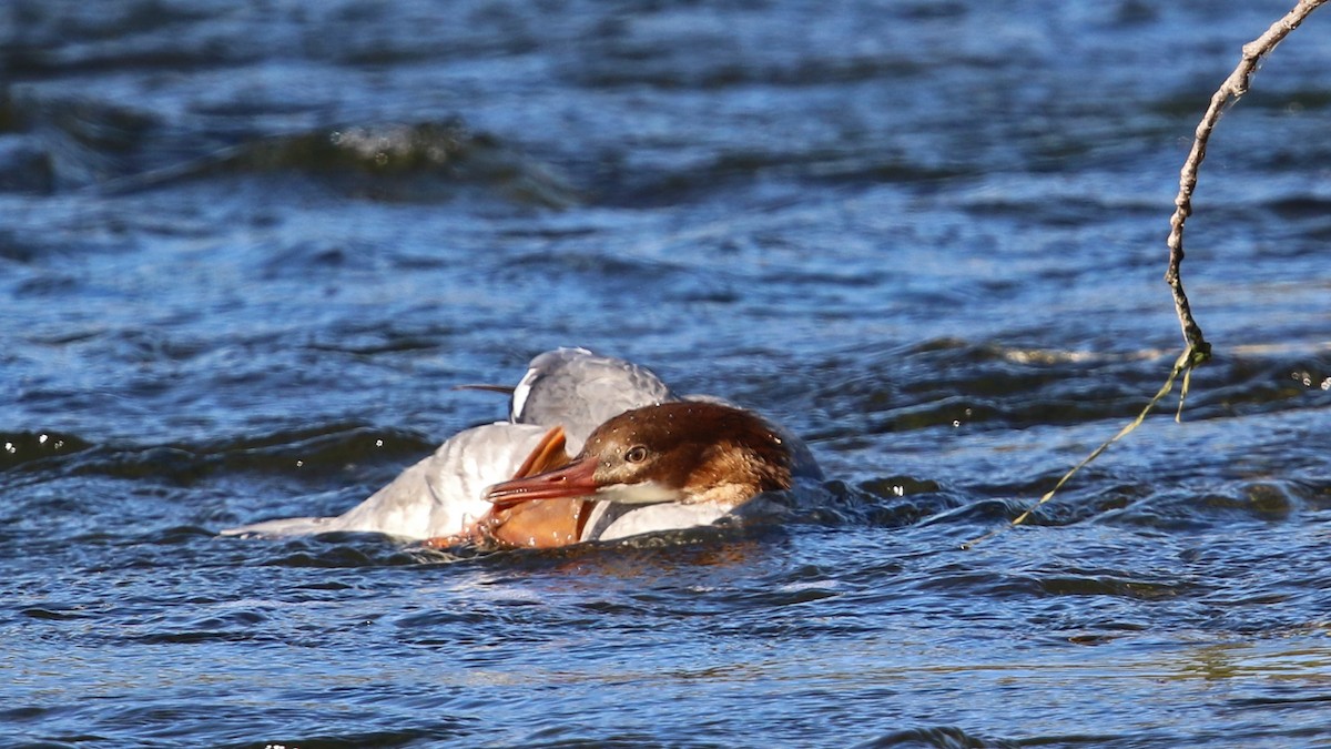 Common Merganser - ML36944561