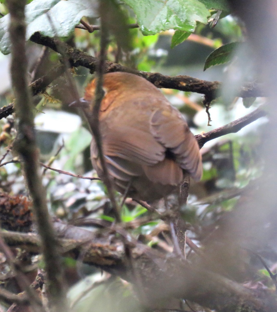 Cajamarca Antpitta - ML36944641