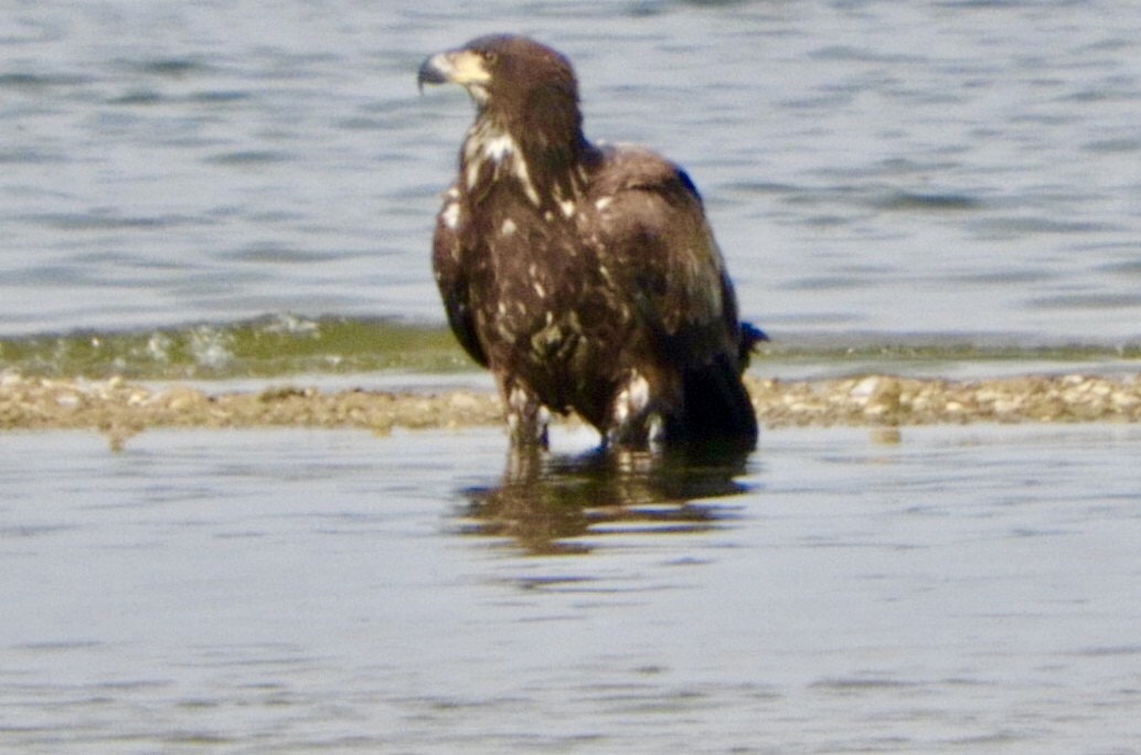 Weißkopf-Seeadler - ML369448901