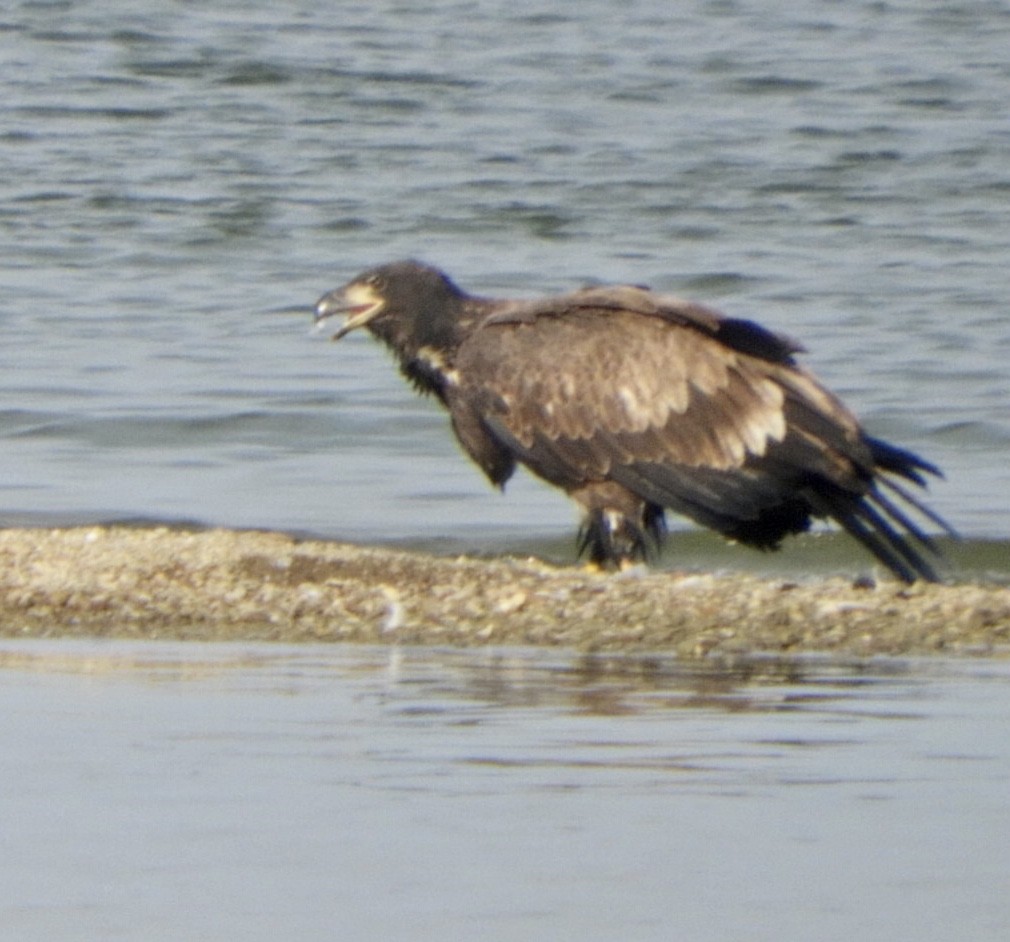 Bald Eagle - ML369448911